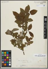 Foto von Salix appendiculata Vill.